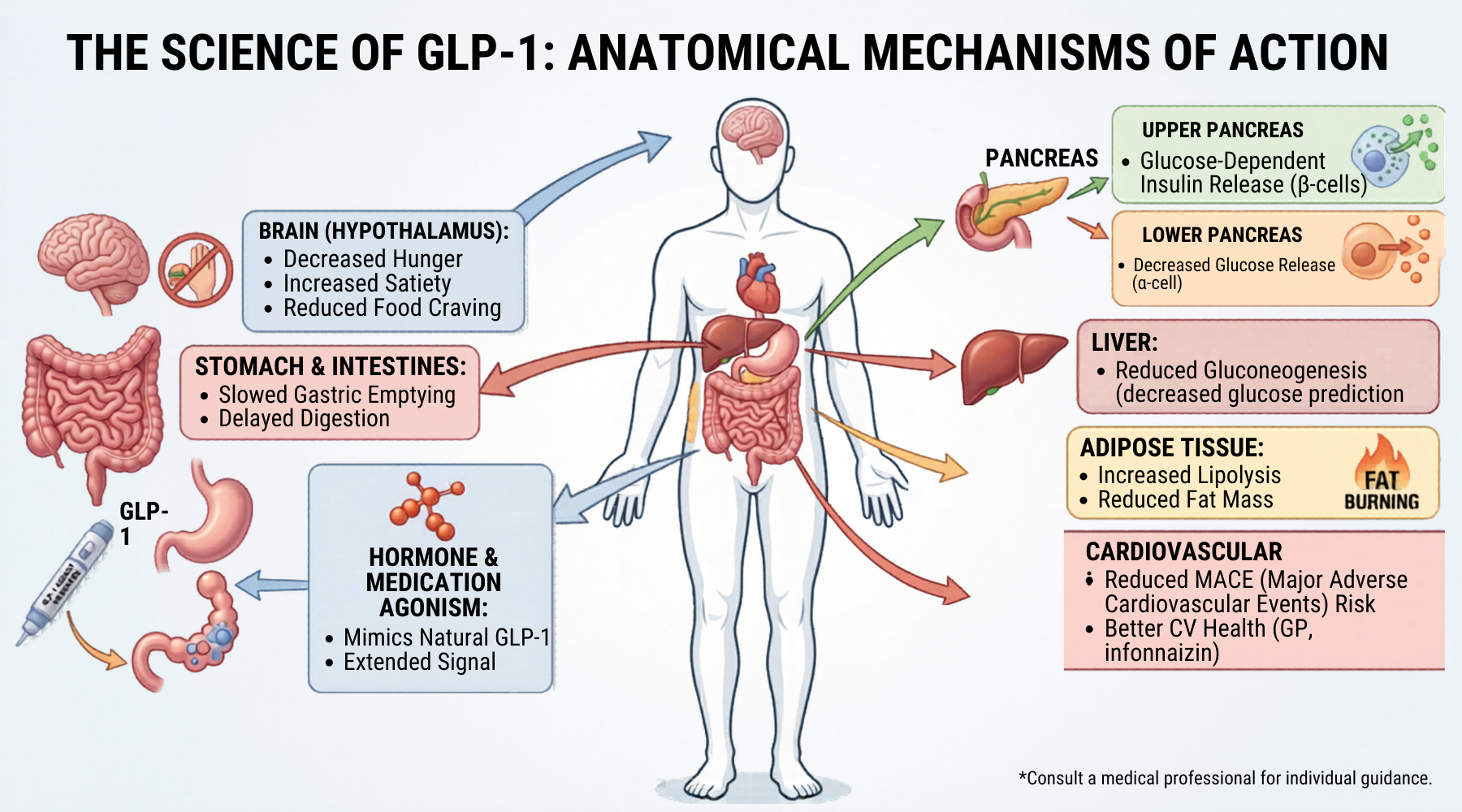 What Is GLP 1 And How Does It Work For Weight Loss Optimal You what-is-glp-1-and-how-does-it-work-for-weight-loss-optimal-you